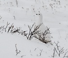 Ptarmigan